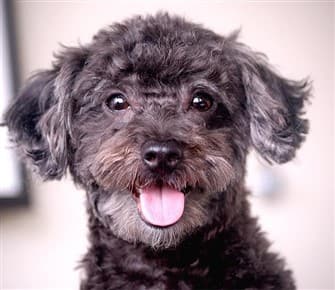 maltipoo-1-year-old